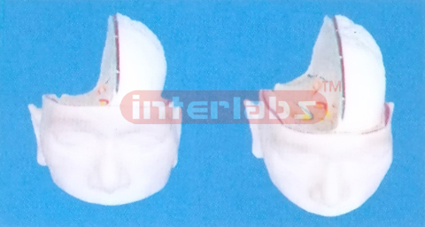 BIG HEAD SHOUING HALF PROTRUDING BRAIN MODEL (1 PC, B-TYPE)